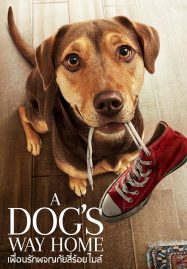ดูหนังออนไลน์ฟรี A Dog’s Way Home (2019) เพื่อนรักผจญภัยสี่ร้อยไมล์