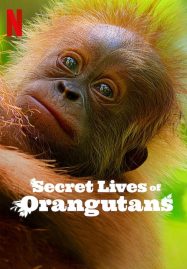 ดูหนังออนไลน์ฟรี Secret Lives of Orangutans ชีวิตลับอุรังอุตัง (2024)